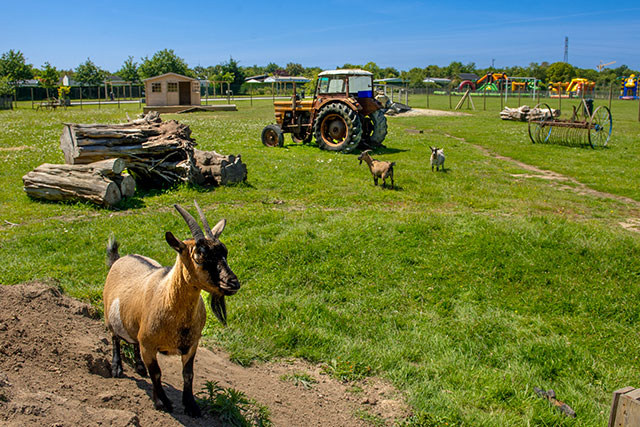 Qu’est-ce qu’un camping avec mini-ferme ?